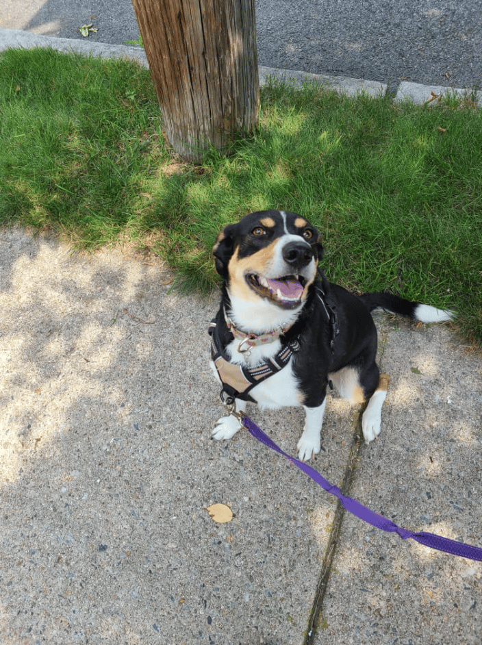 Hound on the Town