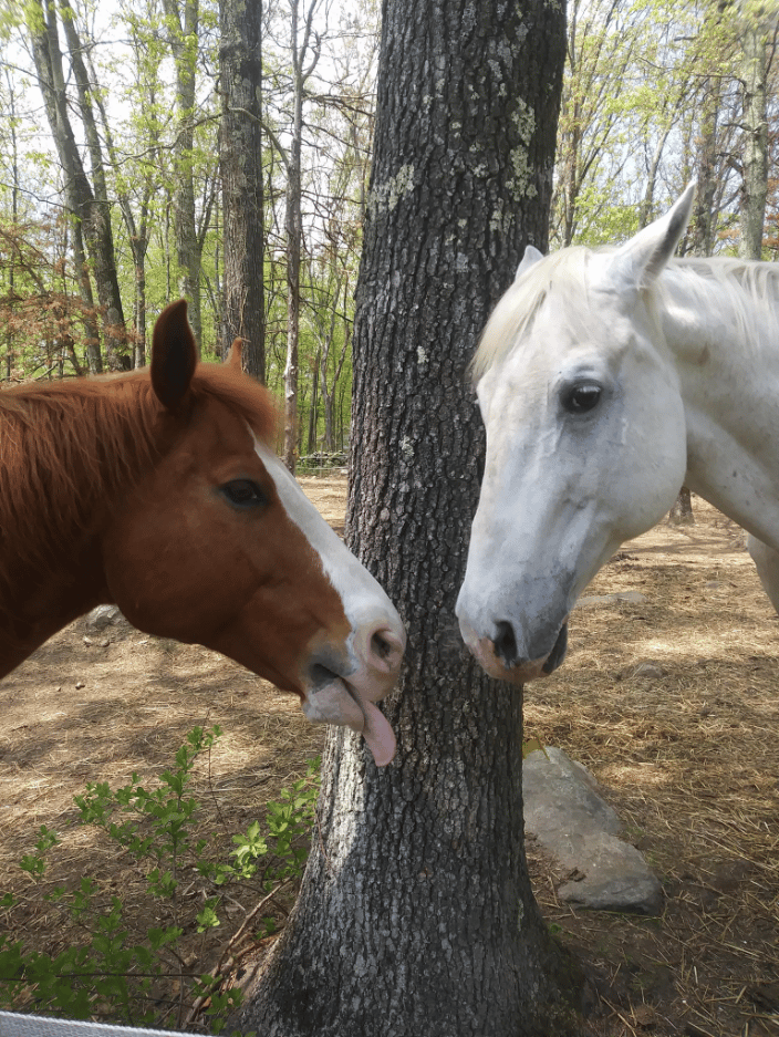 We got your horses covered too!