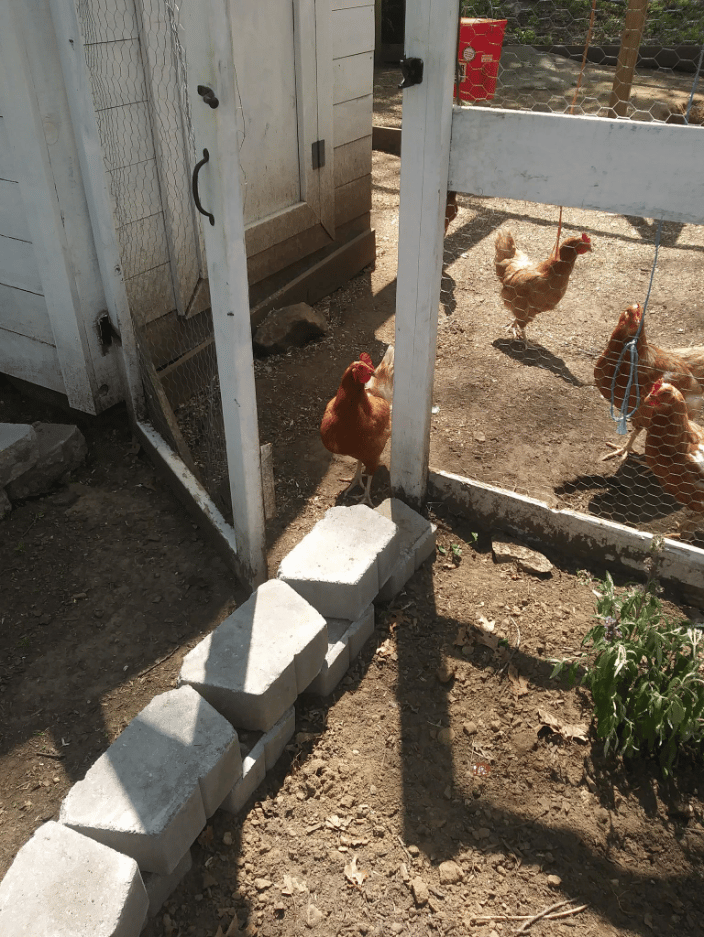 Cluck Cluck
