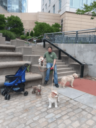 Pack Walk (With Special Needs Dog Included!)