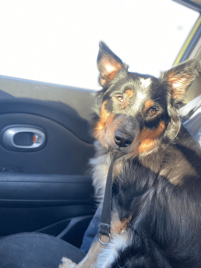 Pretty Girl Riley on her way to Washington, DC