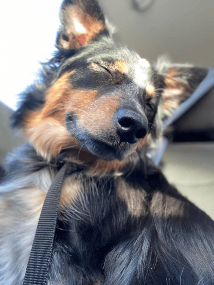 Riley enjoying the sun