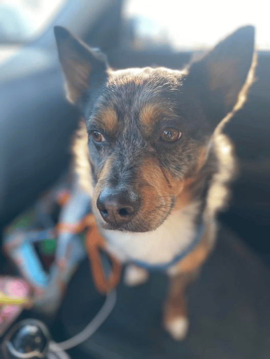 Sweet Knox on his way to Sacramento, CA