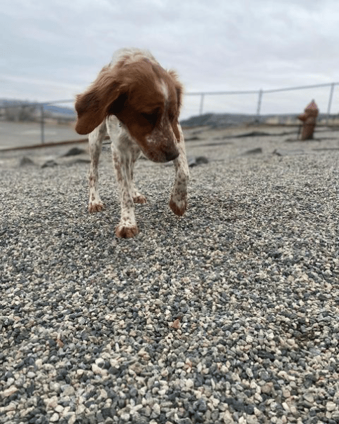 Brewster