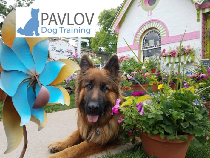 Pavlov Dog Training Denver
