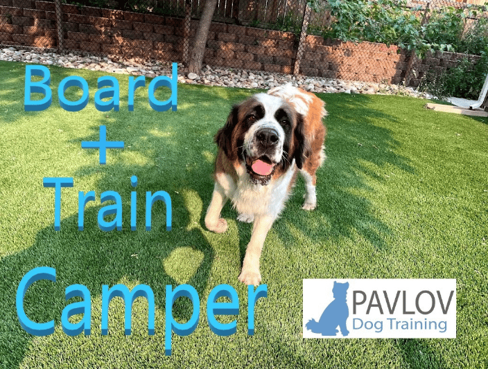 Pavlov Dog Training Denver, Board and Train