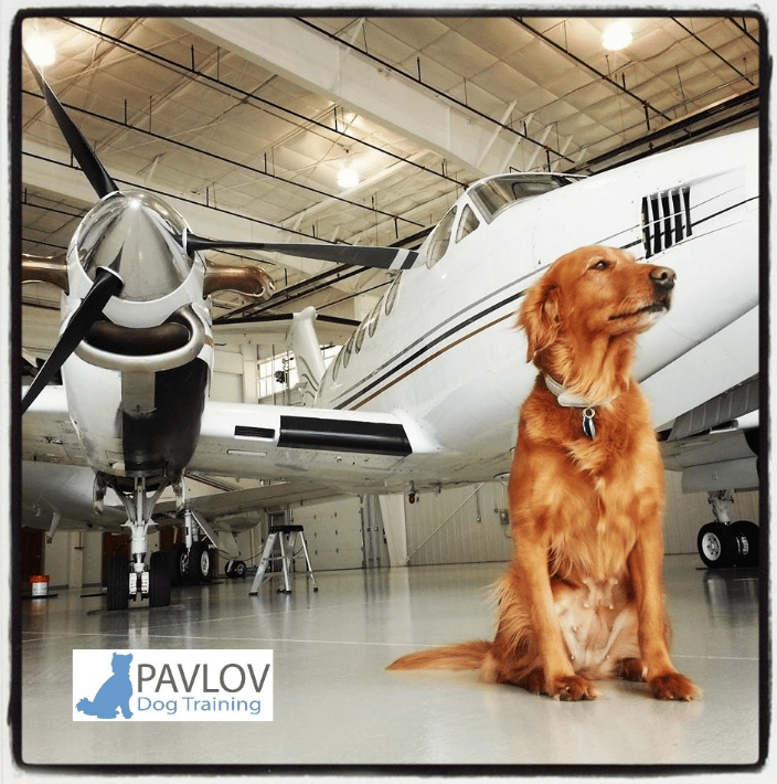 Pavlov Dog Training + Airplanes