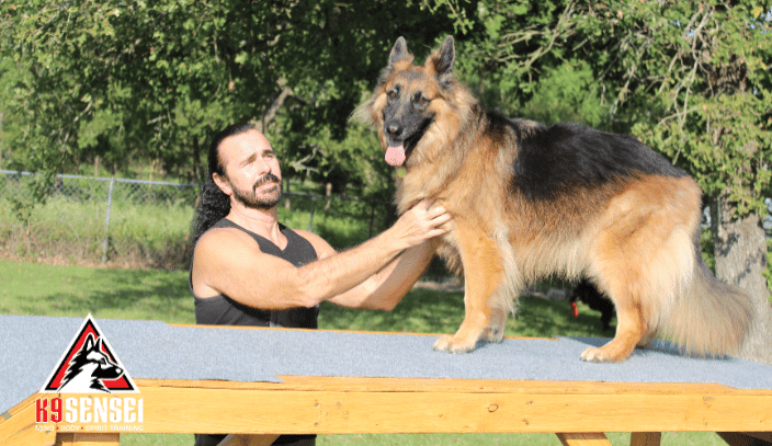 Bryan TX K9 Sensei Dog Training