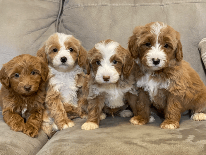 Puppies
