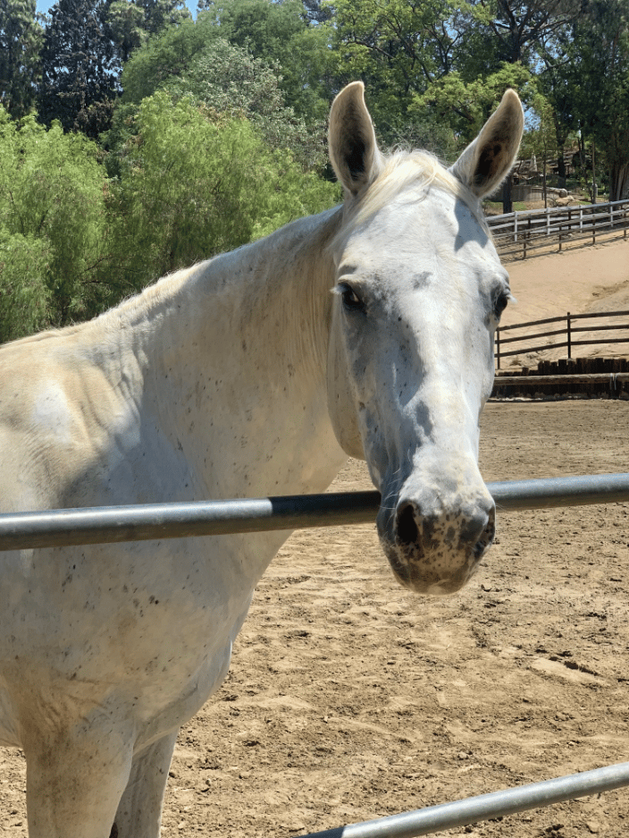 reiki for horses