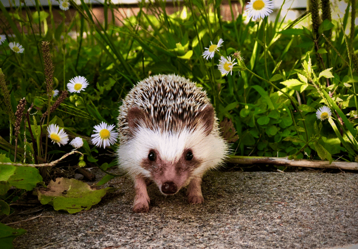 We take care of hedgies!