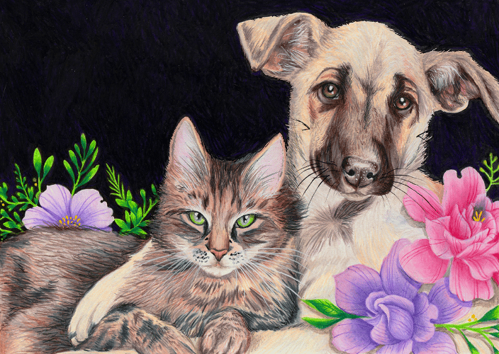 Dog and Cat