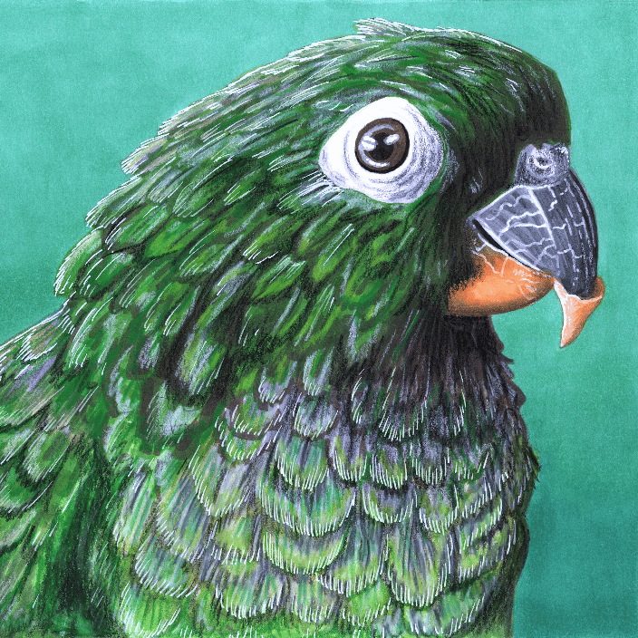Magnus