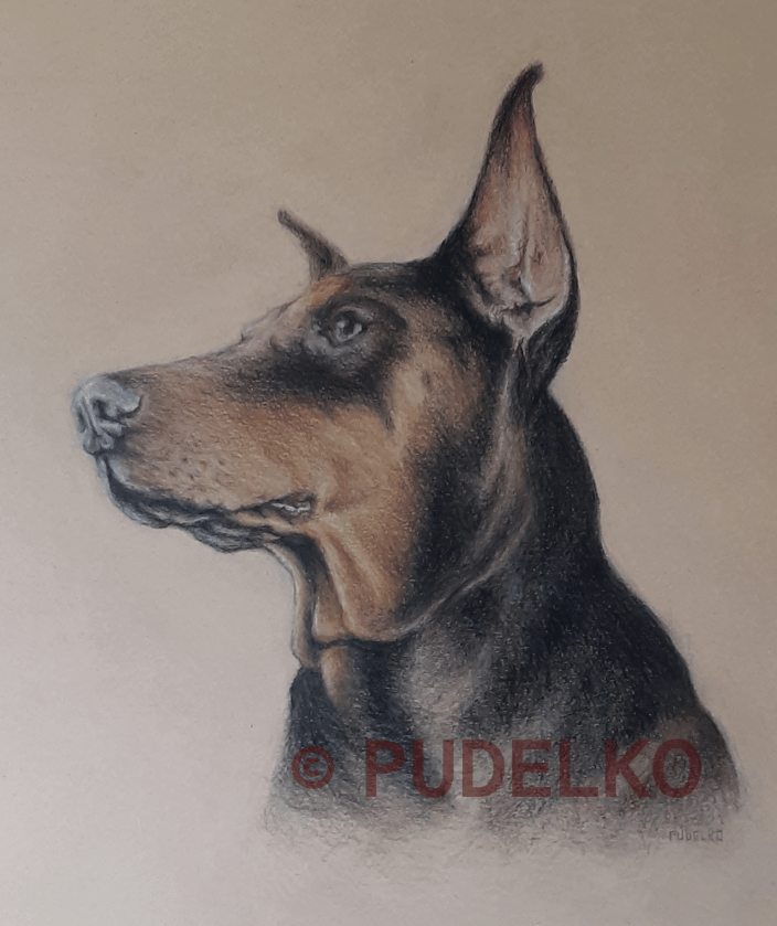Pet Portrait in colored pencil on paper.