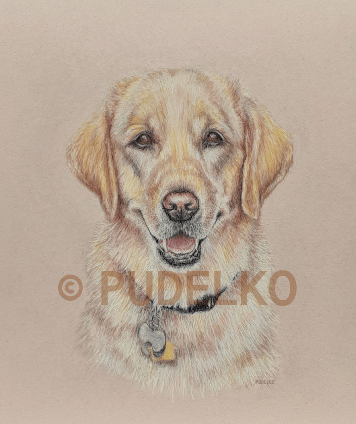 Pet Portrait in colored pencil on paper.