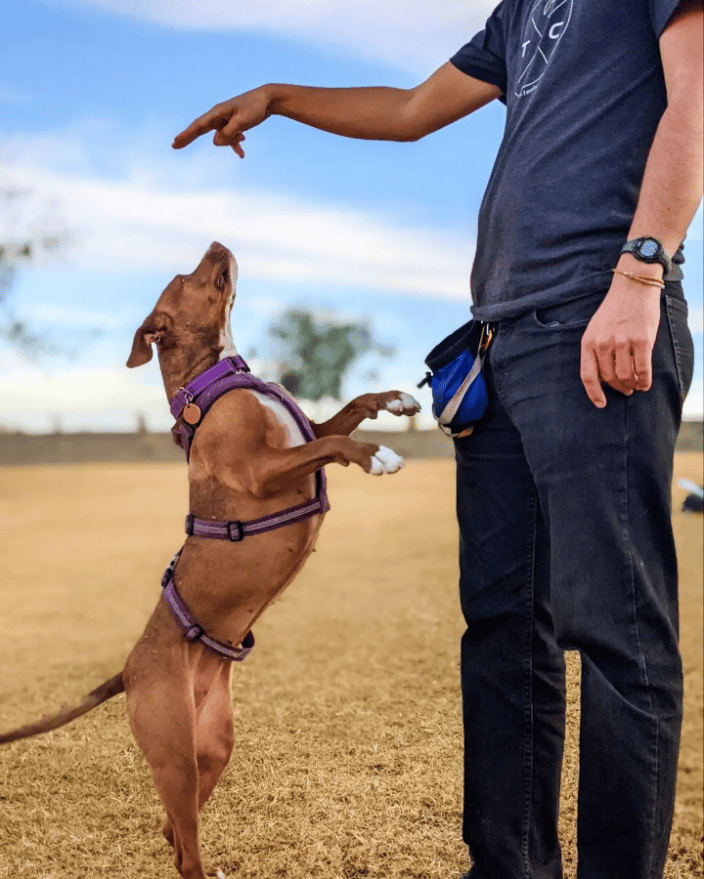 Teaching "Hand Target" to Jess