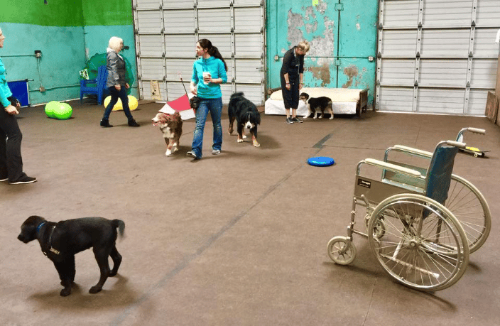 Cathy teaching a puppy class