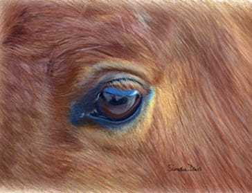 Horse portrait - colored pencil