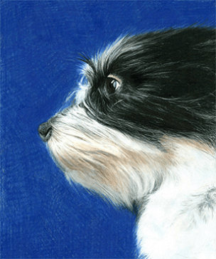 Dog portrait, profile - colored pencil