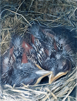 Baby robins - colored pencil