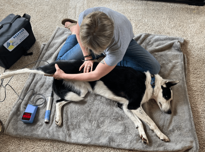 Laurie's Canine Massage & Laser Therapy LLC - Animal Massage - Sparta  Township, NJ