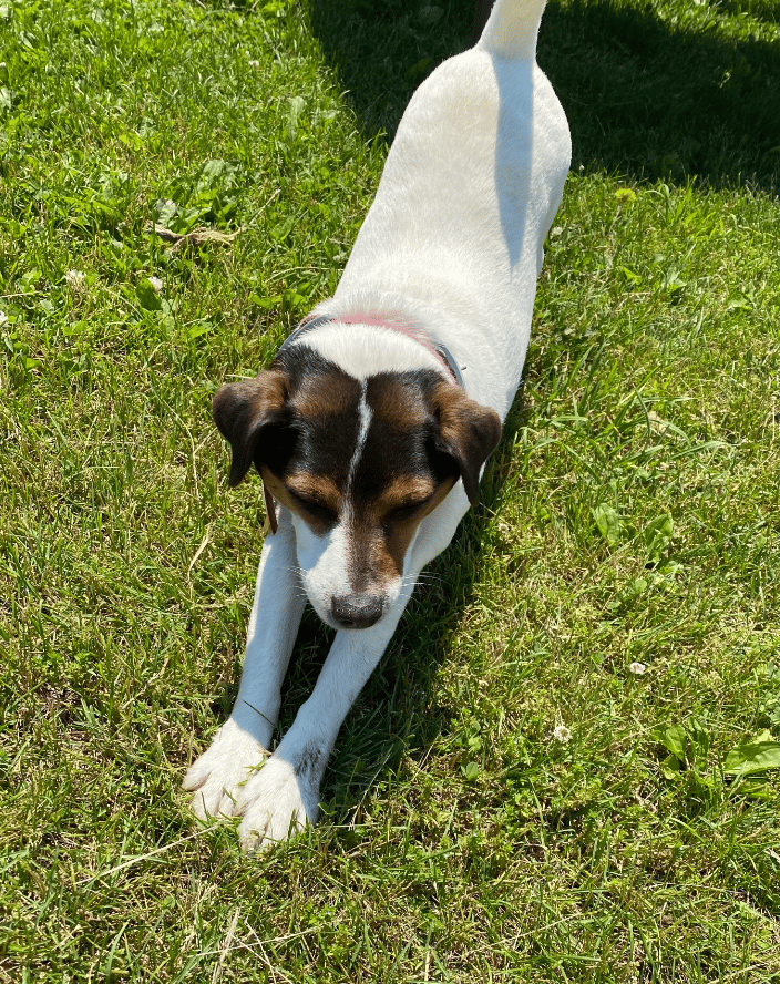 Zelda's big stretch after her massage