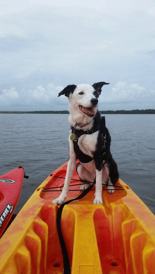 Do more with your dog class