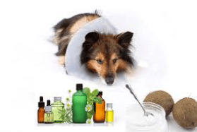 Essential Oils for Pets