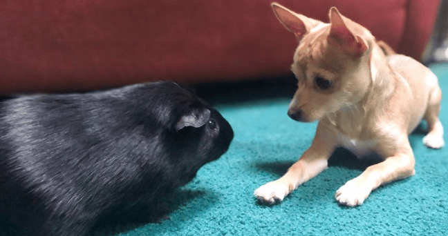 My Chihuahua, Fable is the sniff tester of all my essential oil blends. If it doesn’t pass his sniffer, it goes back to the drawing board. 
