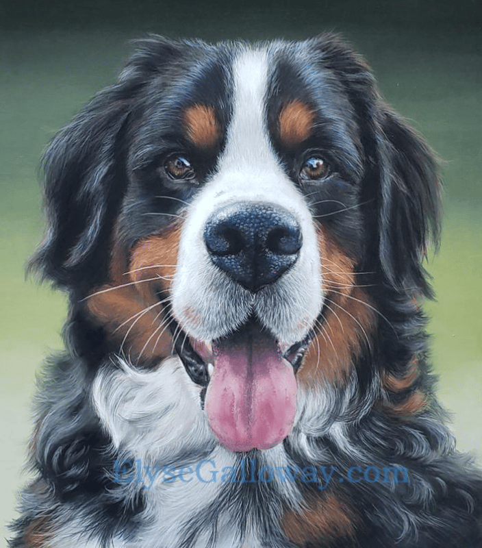 Bernese Mnt Dog. Soft Pastel. 16x18 inches. Feb 2020. $523.60