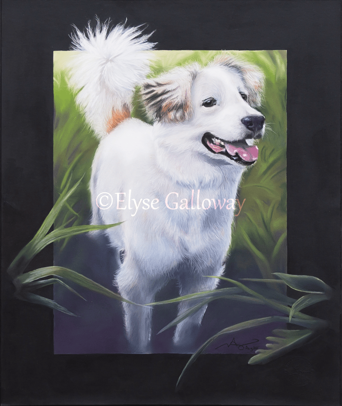White Mix Dog. Soft Pastel. 16x20 inches. Aug 2020. $554.40