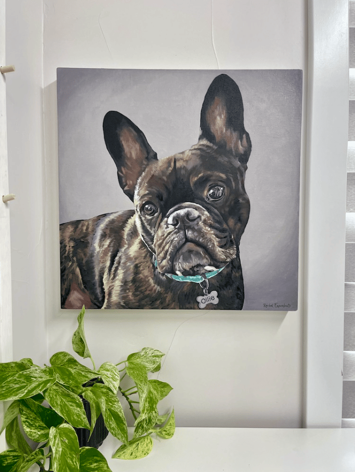 20x20" French Bulldog oil painting