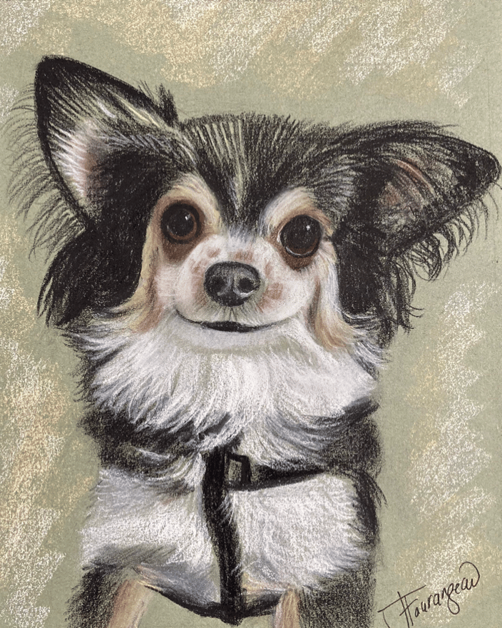 Pastel portrait of long-haired chihuahua 