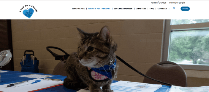 cat therapy event