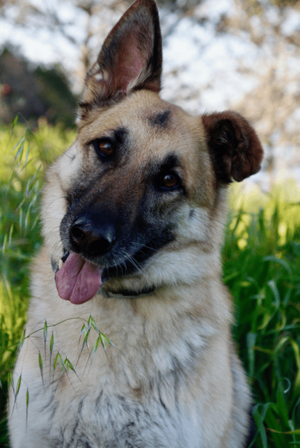 Cassie German Shepherd, Cesar Chavez Park Berkeley CA. 2022