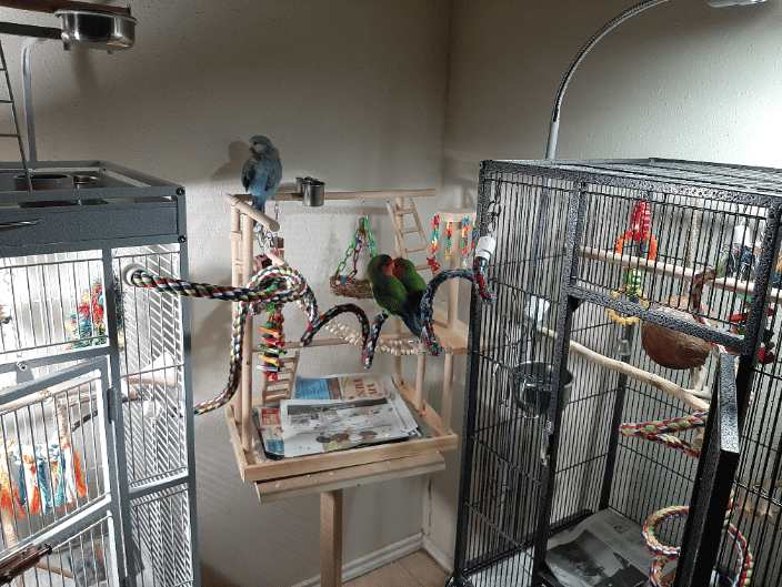 Multiple birds