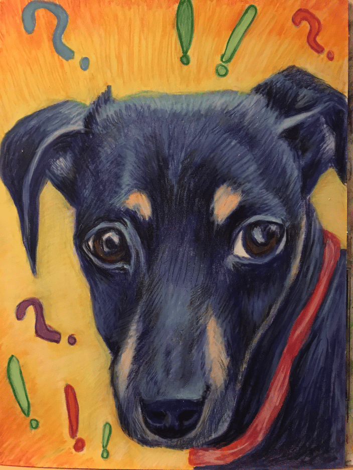 My dog Eloise! She is a chihuahua, dachshund, beagle mix I adopted from a local rescue group.