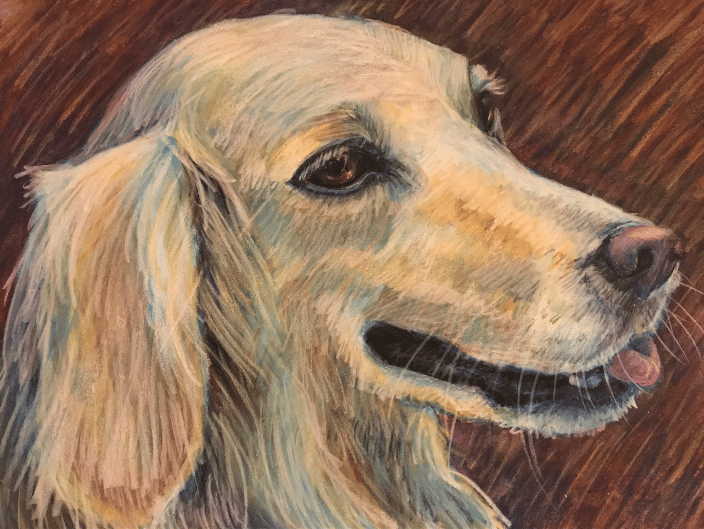 White golden retriever, Kalin, rescued from Turkey streetlife!