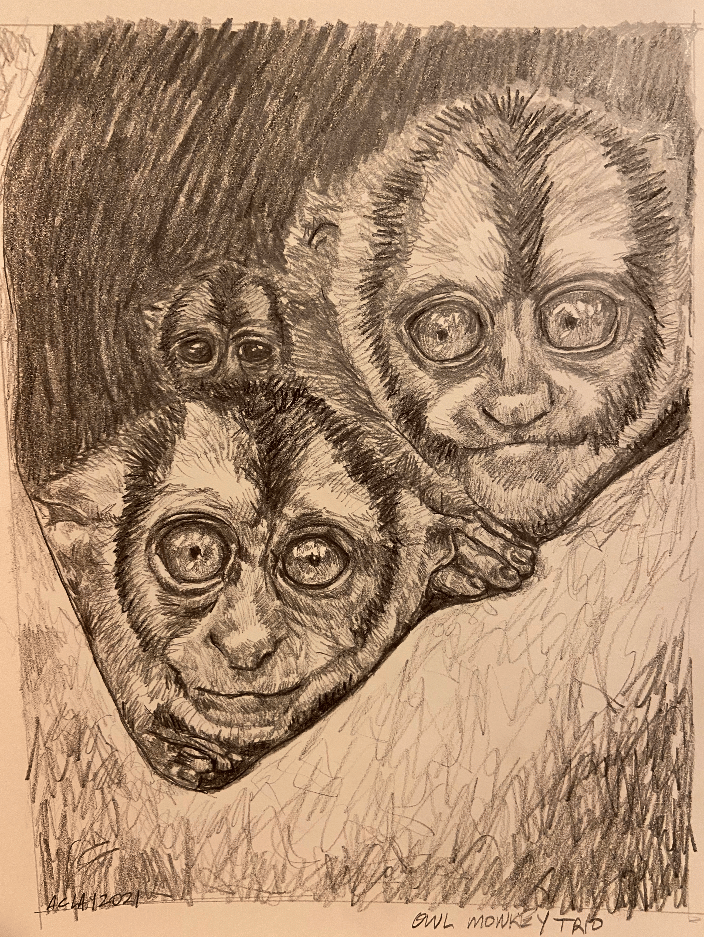 This is a drawing I did for a donation to raise money for animal welfare. I used a number of photographs I found online to do the drawing.