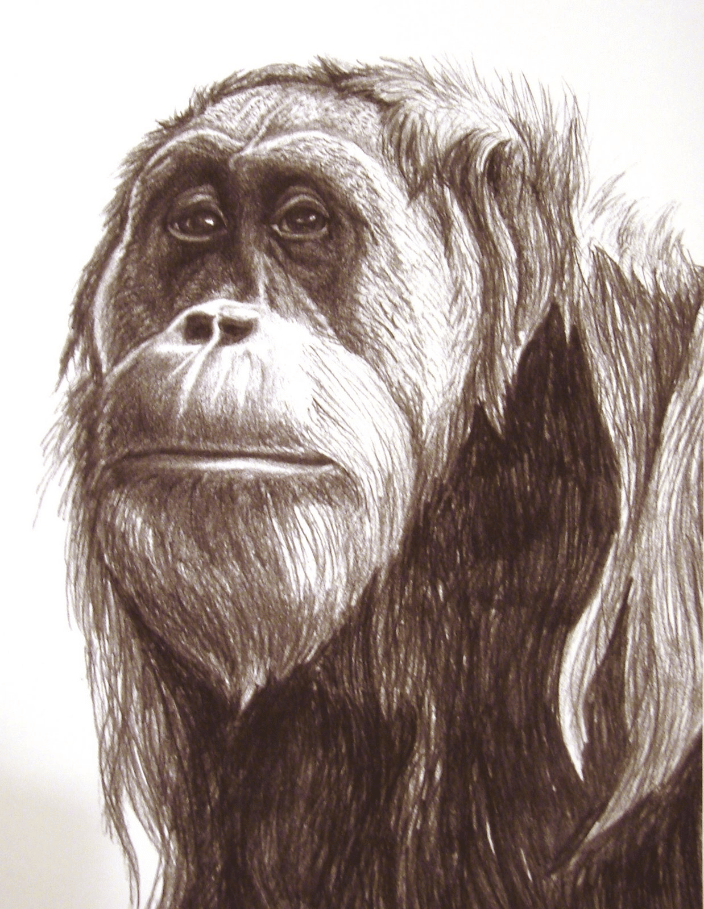 Sketch of Busar, a young adult male orangutan I met while a primate keeper at Zoo Atlanta - I think he lives at Sedwick County Zoo now?