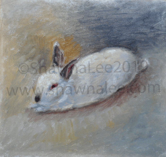 Our Taffy-Boy Bunny!