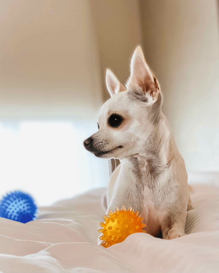 Dog Lifestyle Image