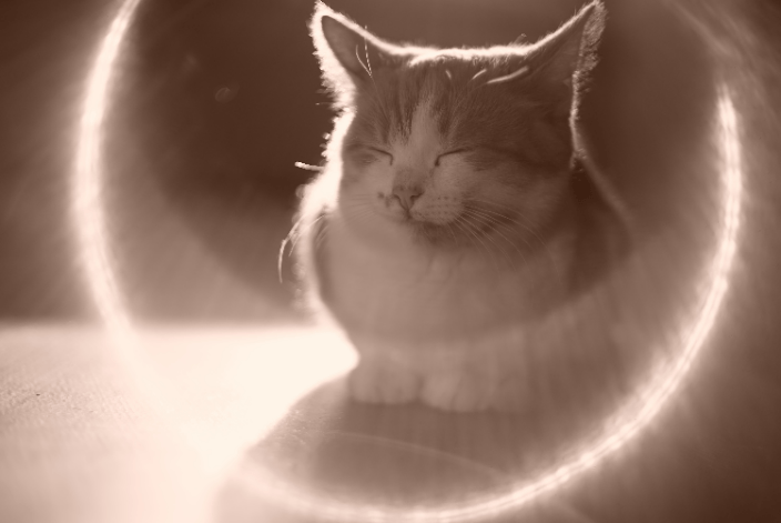 Kitty