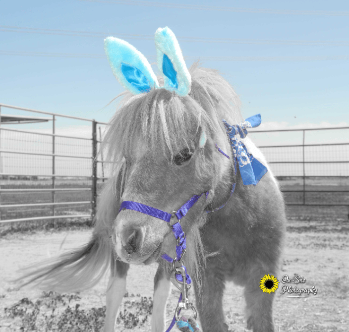 Easter Pet Portraits www.On-SitePhotography.com