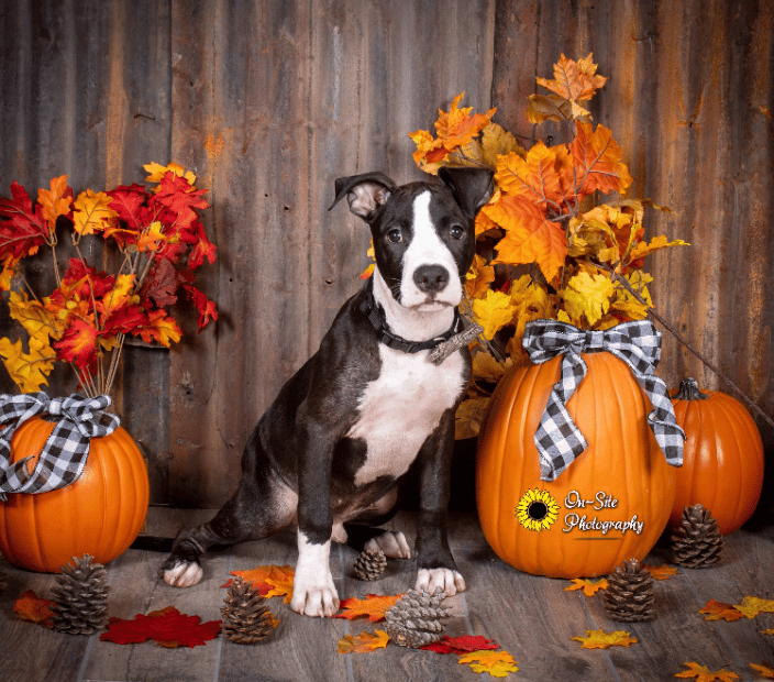 Puppy fall Portraits www.On-SitePhotography.com , Pet friendly studio Buckeye, Az