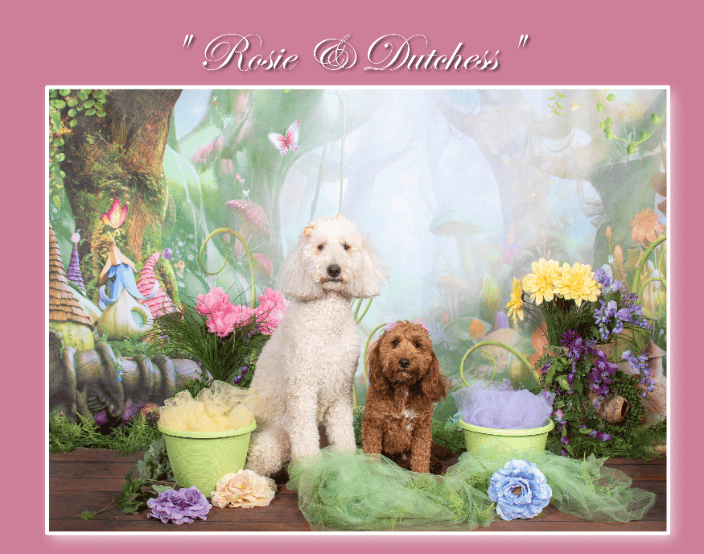 Doodles pet portriats www.On-SitePhotography.com join us on facebook