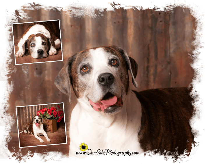 Pet portraits of mature dogs, Www.On-SitePhotography.com pet friendly studio