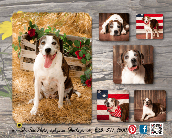 mature pet portraits, www.On-SitePhotography, pet photographer buckeye, az