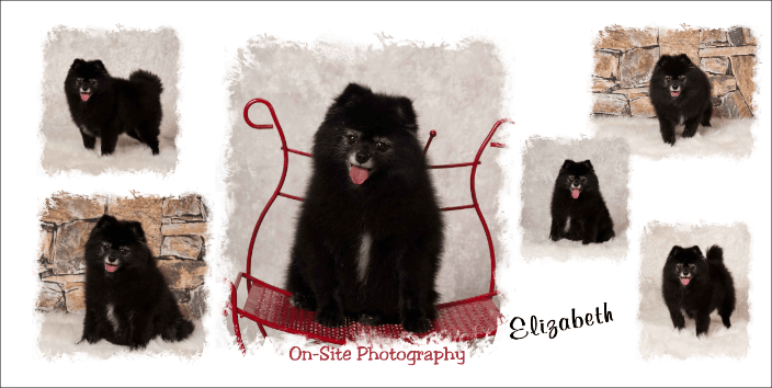 Pet Portraits www.On-SitePhotography.com pet friendly studio buckeye, az