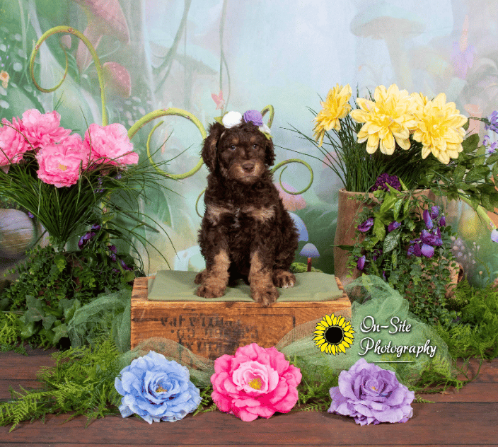 doodle pup 7 weeks old, www.On-SitePhotography.com for more info